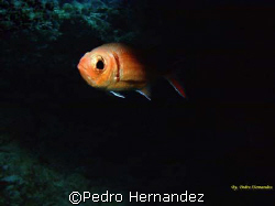 Blackbar Soldierfish,Humacao,Puerto Rico,Camera DC200 by Pedro Hernandez 